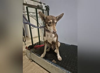 Turrón, sucht einen sicheren Platz