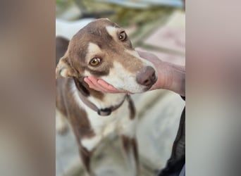 Turrón, sucht einen sicheren Platz