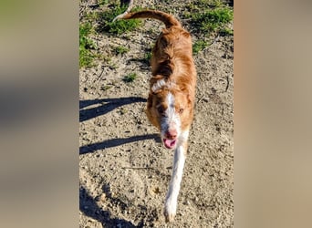 Ulises - sanfter Herzenshund auf der Suche nach seinem Zuhause