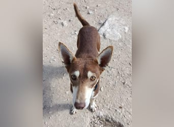 Turrón, sucht einen sicheren Platz