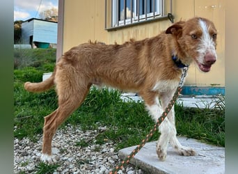 Ulises - sanfter Herzenshund auf der Suche nach seinem Zuhause