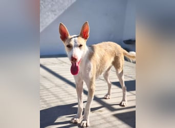 Atreu, ein junger Podenco  mit viel Potenzial