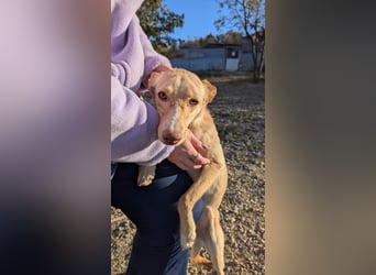 Nala , eine treue Seele sucht ihren Platz