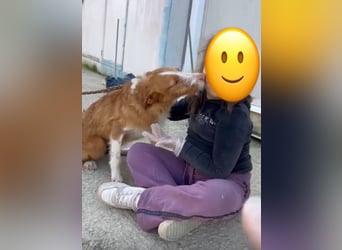 Ulises - sanfter Herzenshund auf der Suche nach seinem Zuhause