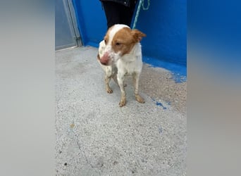Baloo , ein Herzenshund sucht sein Für-Immer-Zuhause
