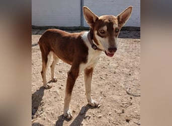 Turrón, sucht einen sicheren Platz