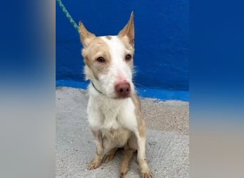 Atreu, ein junger Podenco  mit viel Potenzial