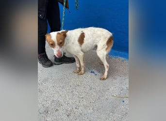Baloo , ein Herzenshund sucht sein Für-Immer-Zuhause