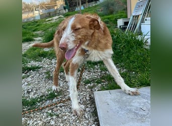 Ulises - sanfter Herzenshund auf der Suche nach seinem Zuhause