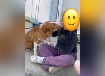 Ulises, ein toller Familienhund