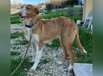 Ulises liebt Kinder und wäre so gerne ein Familienhund