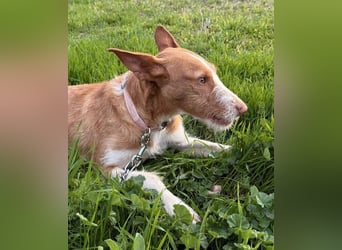 Ulises liebt Kinder und wäre so gerne ein Familienhund