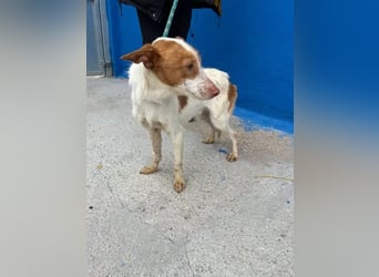 Baloo , ein Herzenshund sucht sein Für-Immer-Zuhause