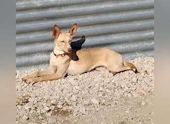 Nala , eine treue Seele sucht ihren Platz