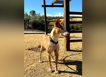 Gloria, menschenbezogene soziale Hündin