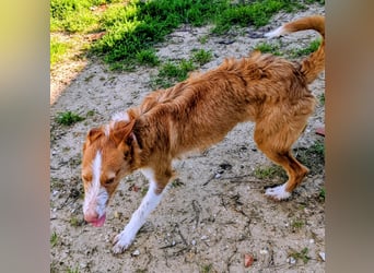 Ulises - sanfter Herzenshund auf der Suche nach seinem Zuhause