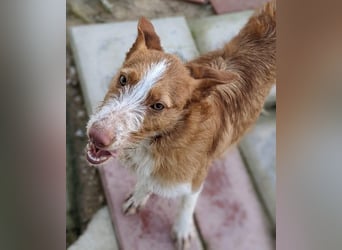 Ulises liebt Kinder und wäre so gerne ein Familienhund