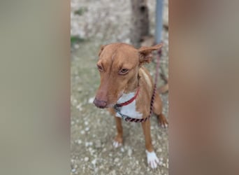 Ween, freundlich und unglaublich dankbar