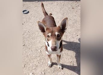 Turrón, sucht einen sicheren Platz