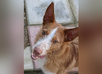 Ulises - sanfter Herzenshund auf der Suche nach seinem Zuhause