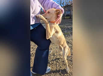 Nala , eine treue Seele sucht ihren Platz