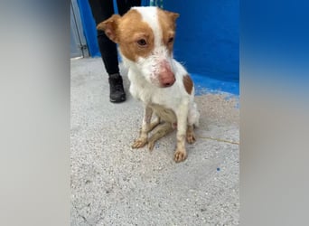 Baloo , ein Herzenshund sucht sein Für-Immer-Zuhause