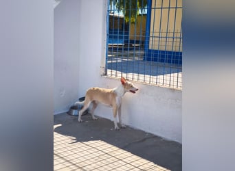 Atreu, ein junger Podenco  mit viel Potenzial