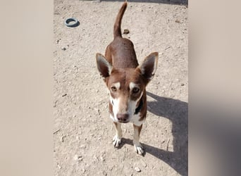 Turrón, sucht einen sicheren Platz