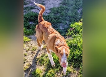 Ulises liebt Kinder und wäre so gerne ein Familienhund