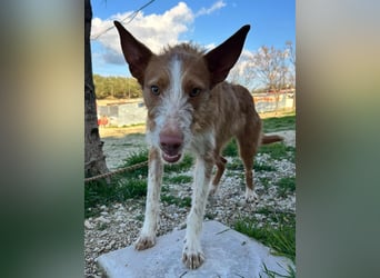Ulises - sanfter Herzenshund auf der Suche nach seinem Zuhause