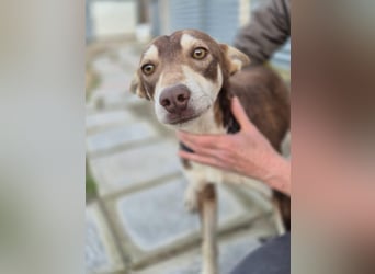 Turrón, sucht einen sicheren Platz
