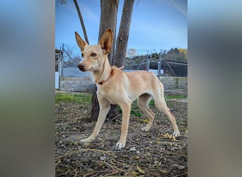 Nala , eine treue Seele sucht ihren Platz