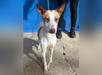 Rayos ,ein Herzenshund sucht sein Für-Immer-Zuhause