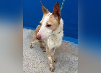 Atreu, ein junger Podenco  mit viel Potenzial