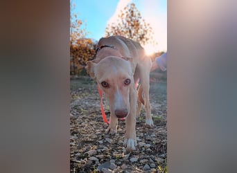 Nala , eine treue Seele sucht ihren Platz