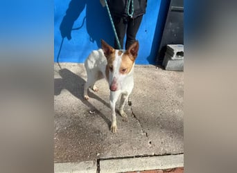 Rayos ,ein Herzenshund sucht sein Für-Immer-Zuhause