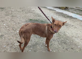 Ween, freundlich und unglaublich dankbar