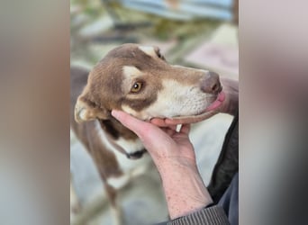 Turrón, sucht einen sicheren Platz