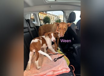 Ween geb. 10/2023 (ESP) - bildhübsche, verschmuste und fröhliche Podenca!