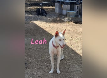 Leah geb. 07/2025 (ESP) - unkompliziert und wahnsinnig süß!