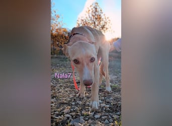 Nala7 geb. 11/2024 (ESP) - fröhliche und verschmuste Podenco Maus sucht ihre eigene Familie!