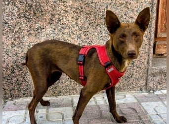 Esperanza geb. 10/2023 (ESP) - menschenbezogene und liebevolle kleine Podenca wartet auf Dich!