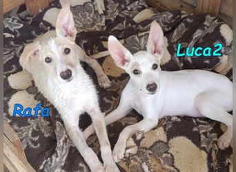 Luca2 geb. 01/2026 (ESP) - wunderschöner Podencojunge sucht dringend einen Platz!