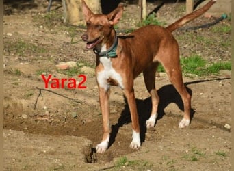 Yara2 geb. 05/2025 (ESP) - verspielte, wunderschöne Podenca sucht ihr Zuhause!