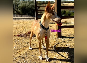 Gloria2 geb. 05/2023 (ESP) - liebe und intelligente Podenca wünscht sich ein liebevolles Zuhause!