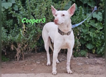 Cooper3 geb. 03/2022 (ESP) - lieber, aktiver und anhänglicher Podenco-Bub sucht ein Zuhause!