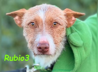 Rubio3 geb. 12/2024 (ESP) - freundlicher, kleiner Podenco-Rüde sucht sein Körbchen!