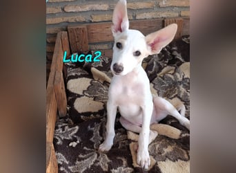 Luca2 geb. 01/2026 (ESP) - wunderschöner Podencojunge sucht dringend einen Platz!