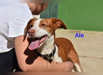 Ale, geb. 04/2021 (ESP) Freundlicher und Verschmuster Rüde sucht sein Glück