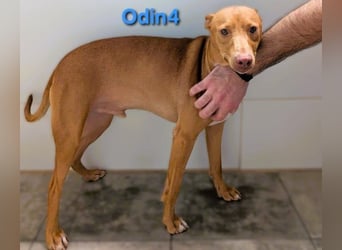 Odin4 geb. 01/2024 (ESP) - liebenswerter, edler und sanfter Podenco!